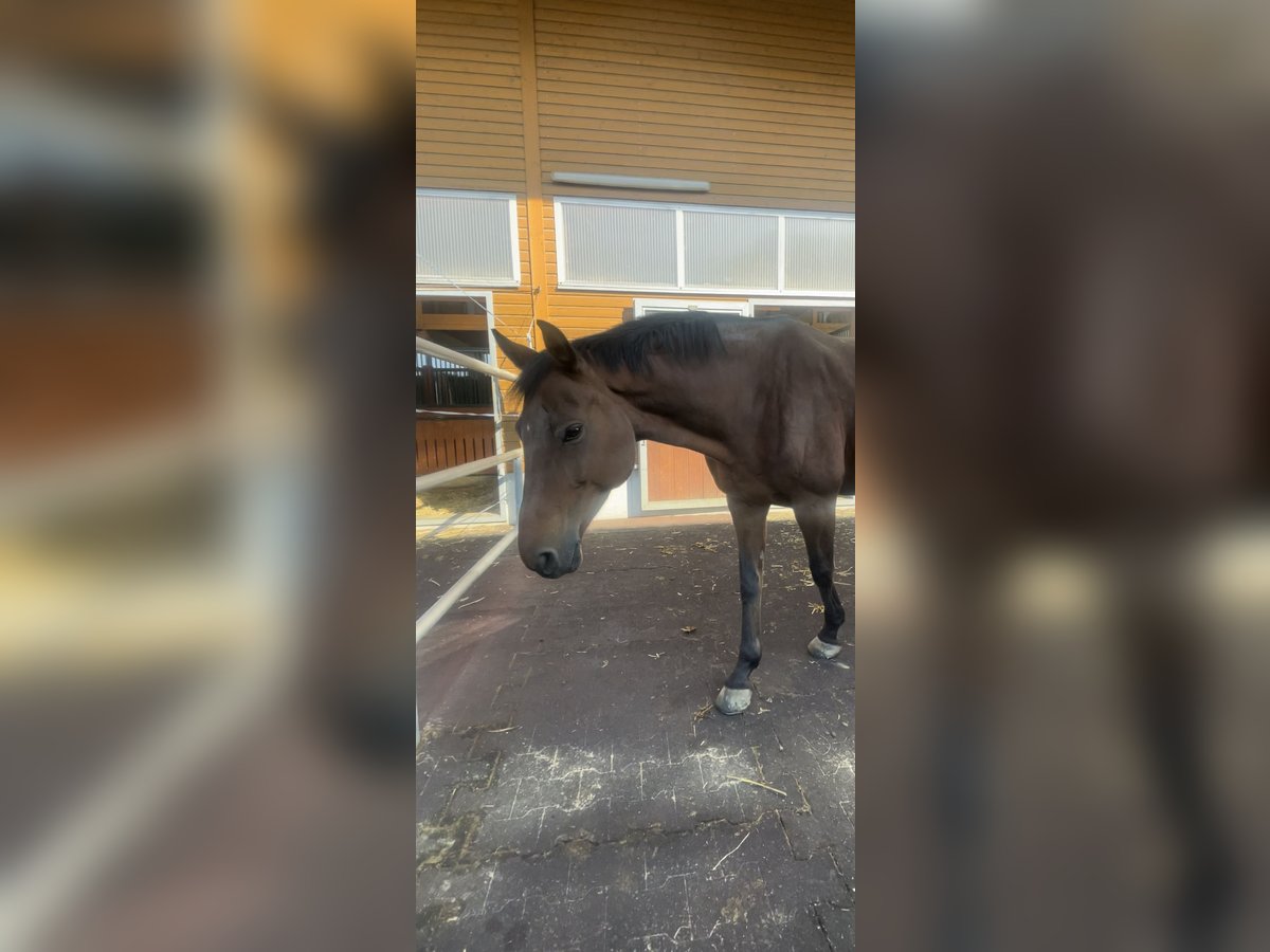 KWPN Sto 14 år 165 cm Brun in Ziegelbrücke