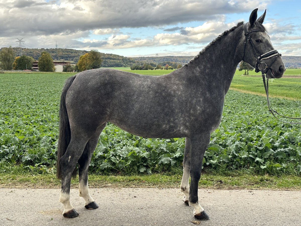 KWPN Blandning Sto 3 år 160 cm Grå in Riedlingen