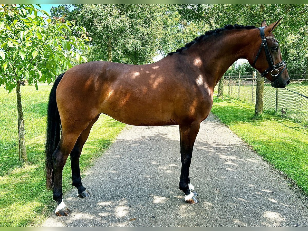 KWPN Sto 3 år 160 cm Mörkbrun in Stramproy