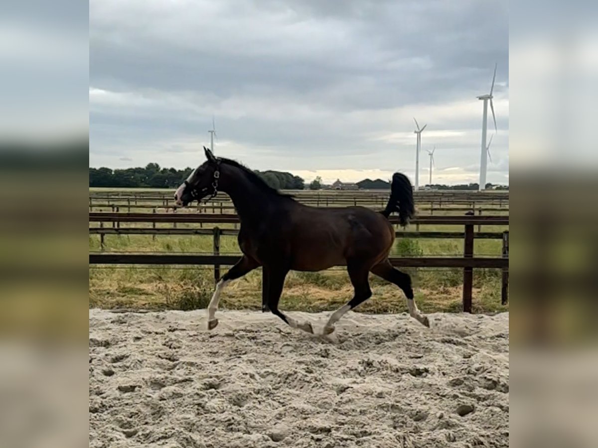 KWPN Sto 3 år 164 cm Mörkbrun in Zeewolde