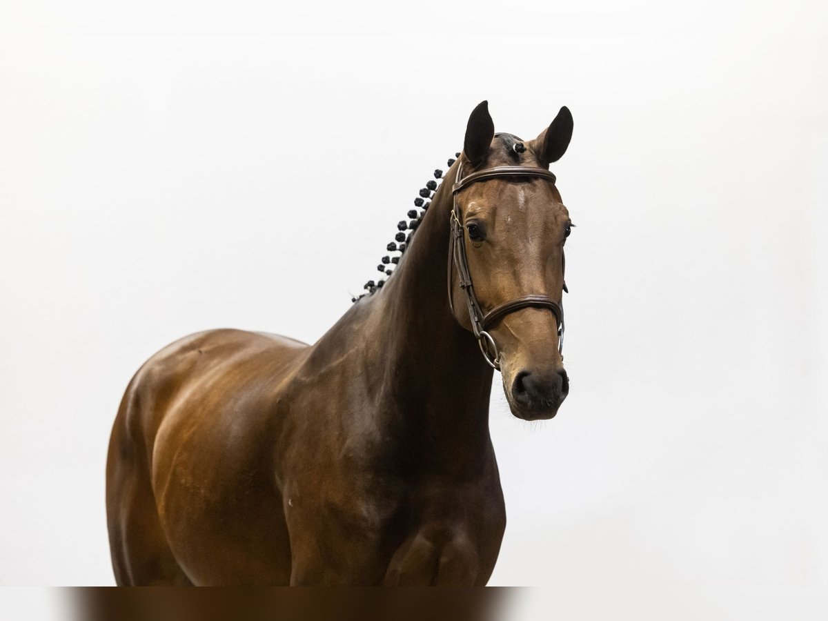 KWPN Sto 3 år 165 cm Brun in Waddinxveen