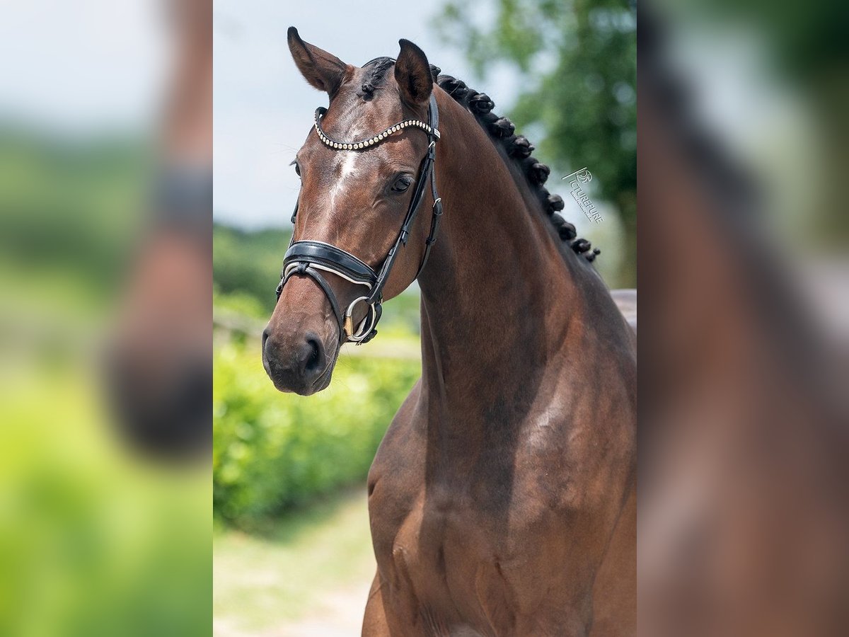 KWPN Sto 3 år 167 cm Brun in Weert