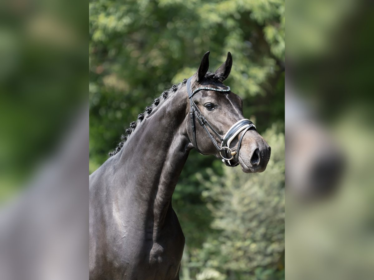 KWPN Sto 3 år 170 cm Mörkbrun in Oosterhout