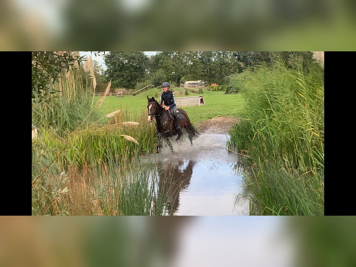 KWPN Sto 6 år 168 cm Brun in Rekken