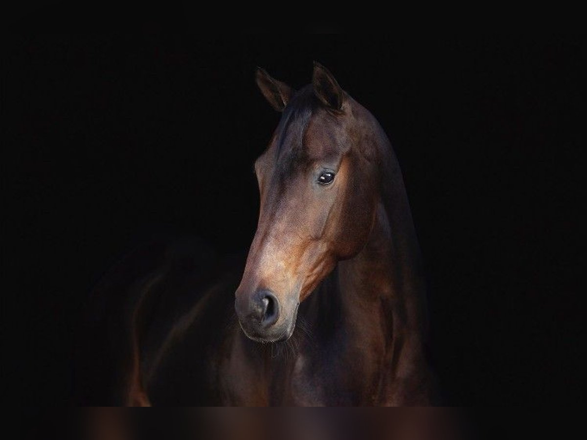 KWPN Sto 7 år 166 cm Brun in Voorthuizen