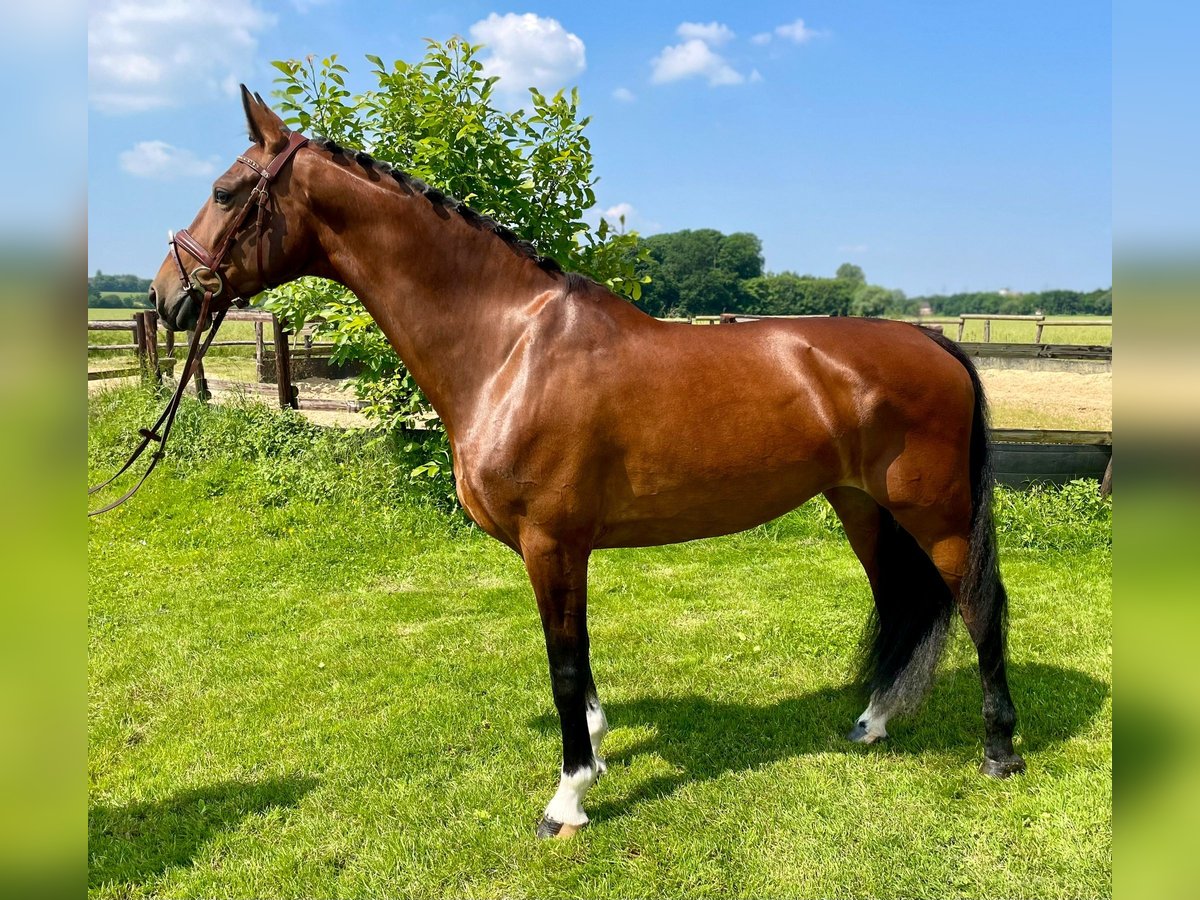 KWPN Sto 9 år 164 cm Brun in Langerwehe