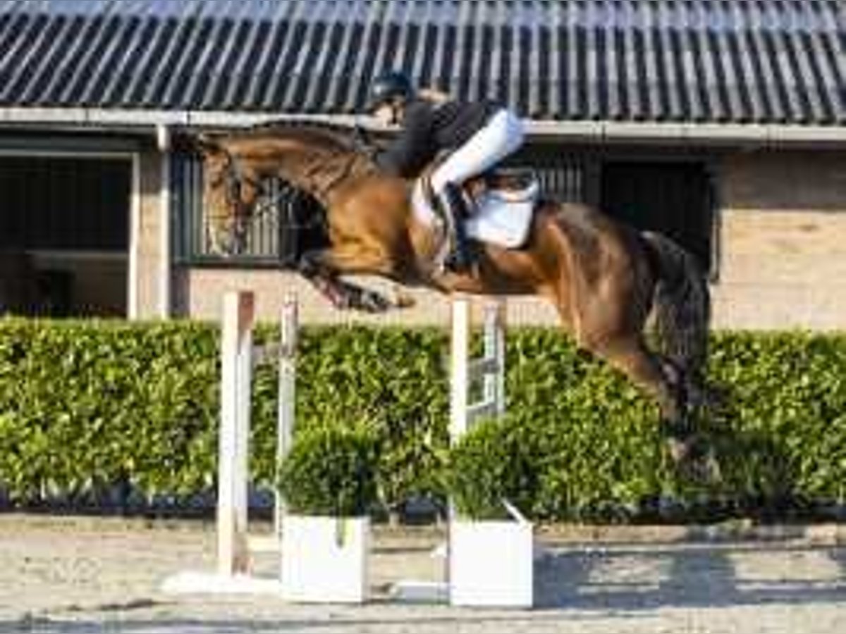 KWPN Sto 9 år 172 cm Mörkbrun in Waddinxveen