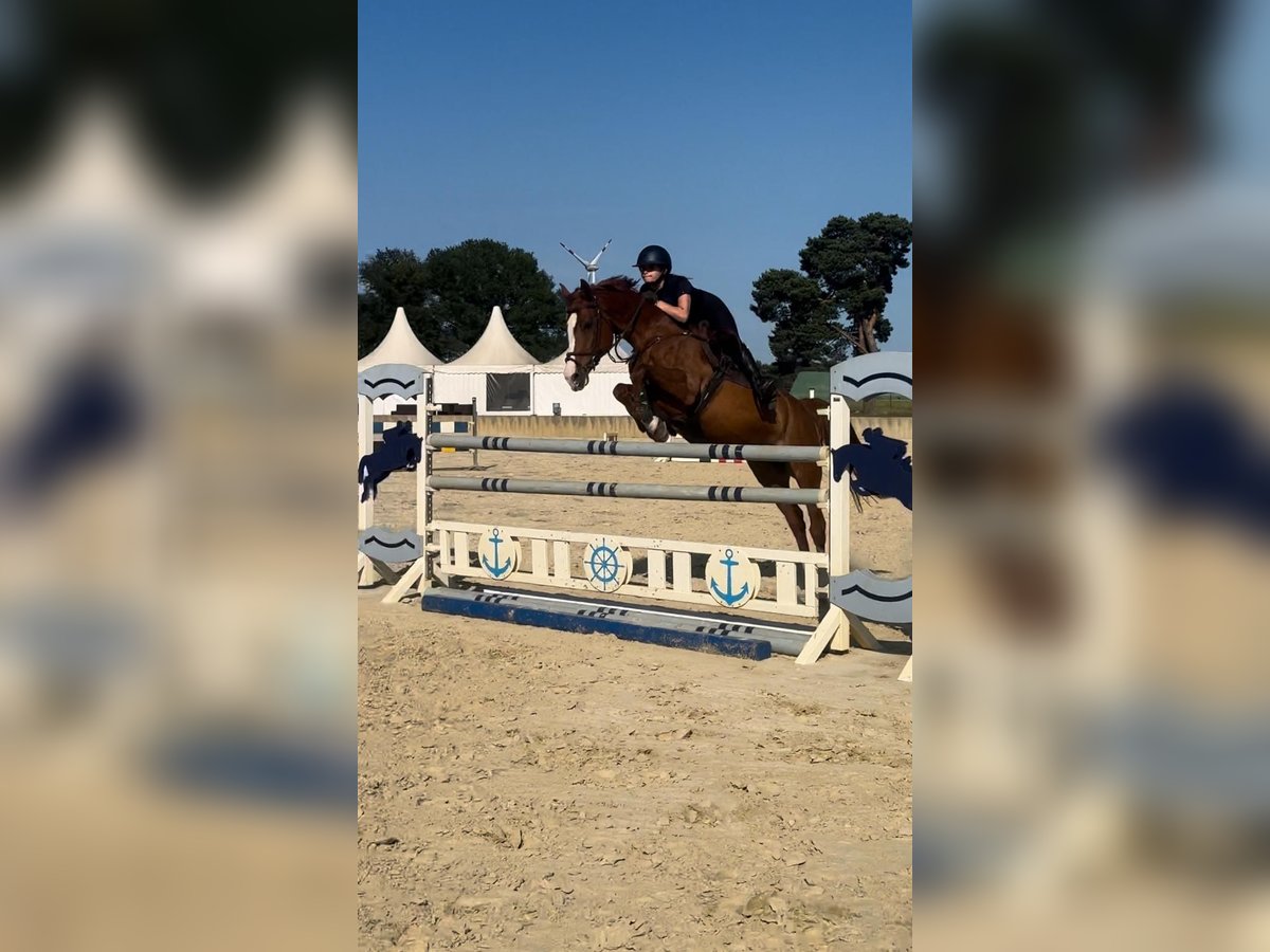 KWPN Stute 10 Jahre 162 cm Fuchs in Husum