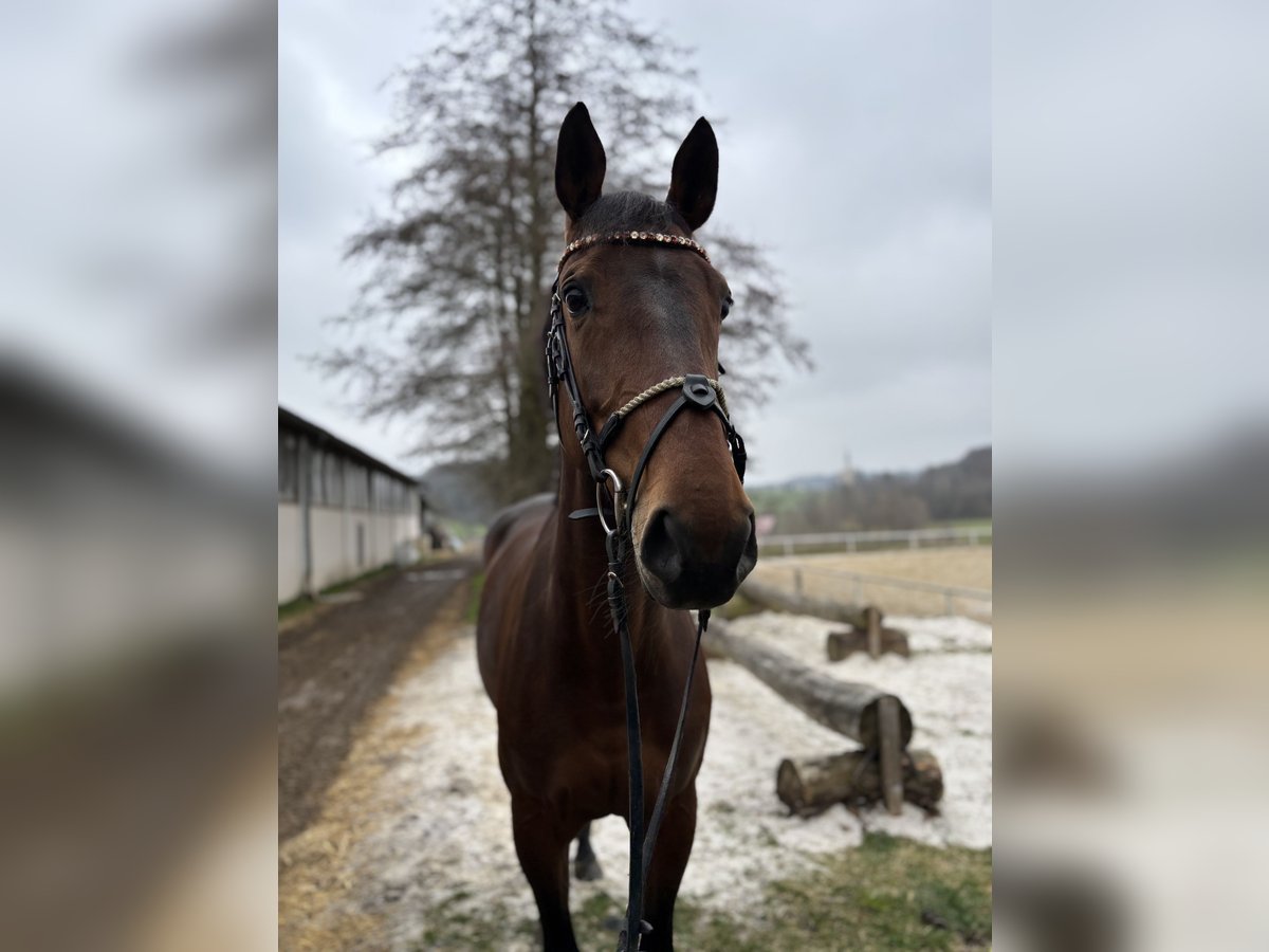 KWPN Stute 10 Jahre 163 cm Brauner in Jeging