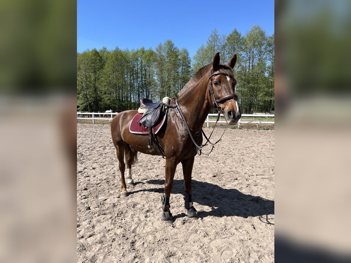 KWPN Stute 10 Jahre 165 cm Dunkelfuchs in Kowalicha