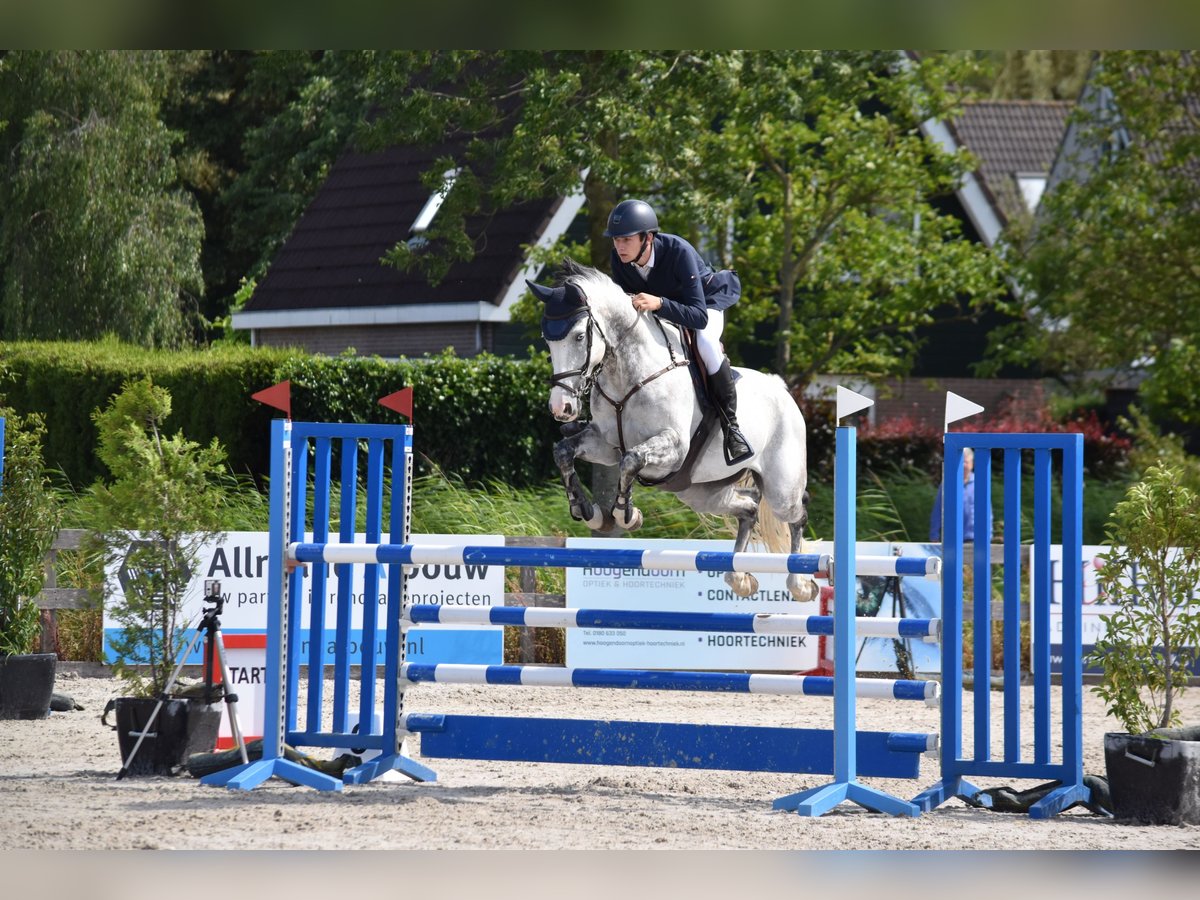 KWPN Stute 10 Jahre 165 cm Schimmel in Bodegraven