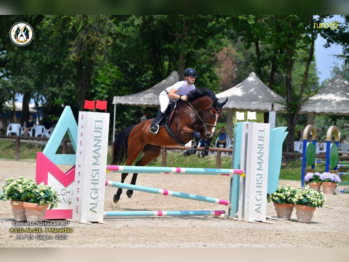 KWPN Stute 10 Jahre 167 cm Brauner in GROTE-BROGEL