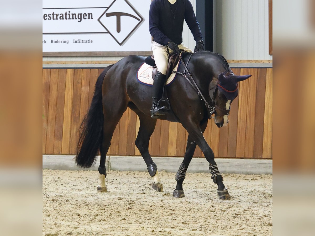 KWPN Stute 10 Jahre 167 cm Brauner in Made