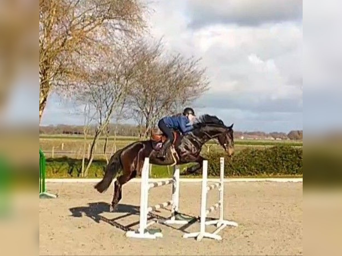 KWPN Stute 10 Jahre 168 cm Dunkelbrauner in Barger-Compascuum