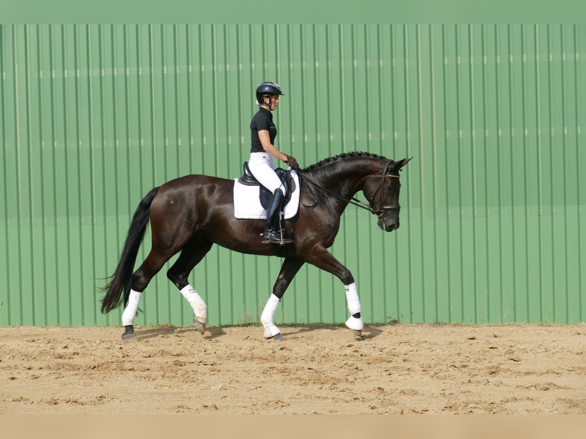 KWPN Stute 10 Jahre 174 cm Rappe in Ganschow