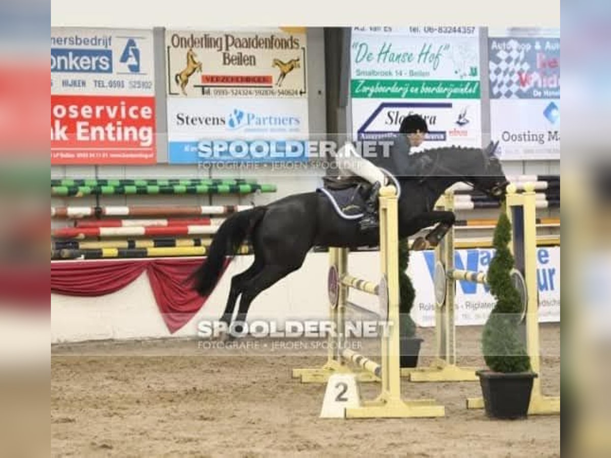 KWPN Stute 11 Jahre 158 cm Rappe in Wietmarschen