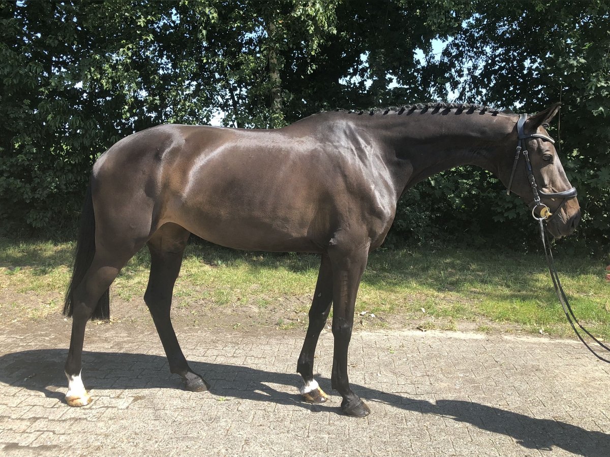 KWPN Stute 11 Jahre 161 cm Dunkelbrauner in L&#xE4;hden
