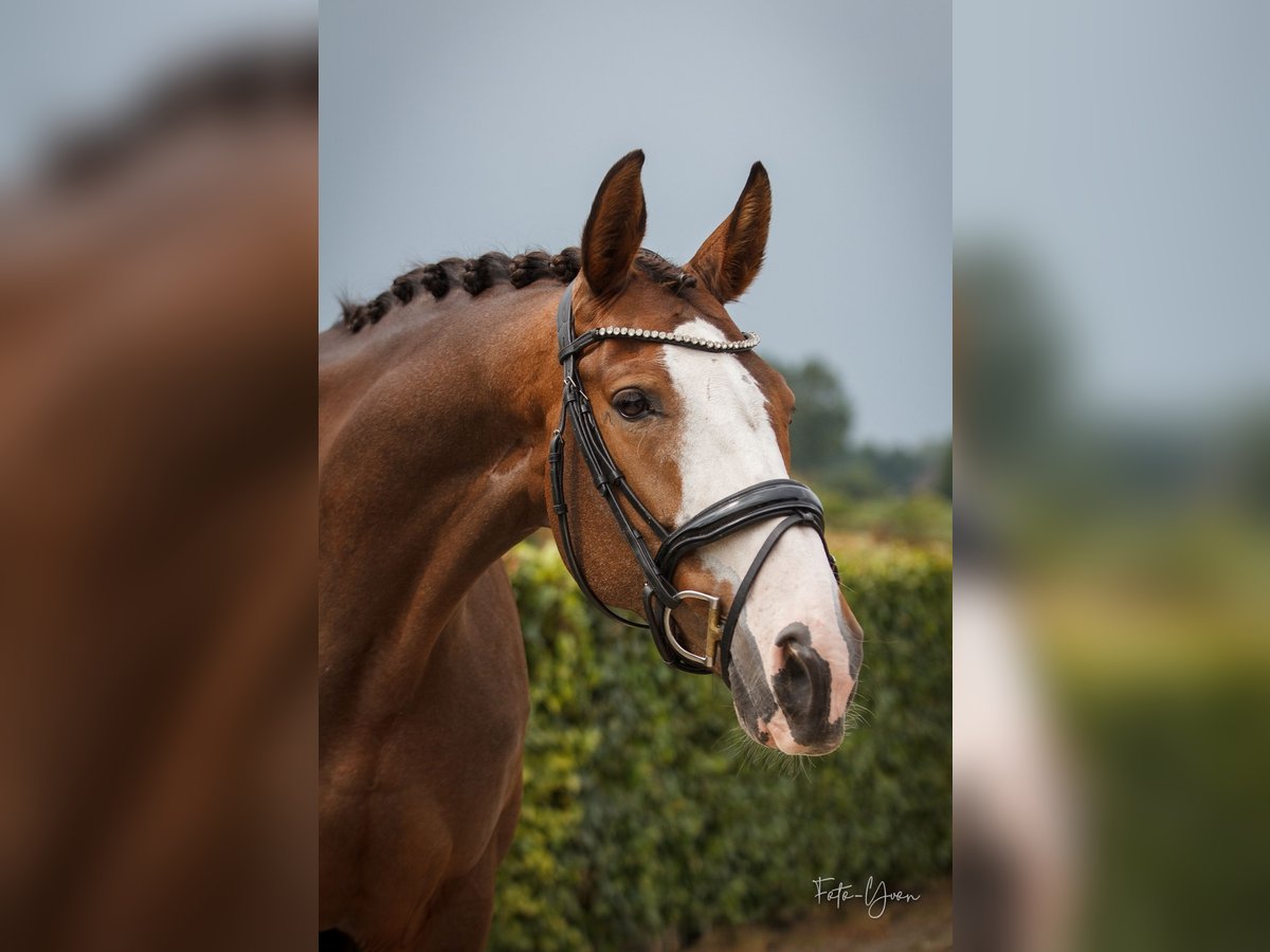 KWPN Stute 11 Jahre 164 cm Dunkelbrauner in Sint-Oedenrode