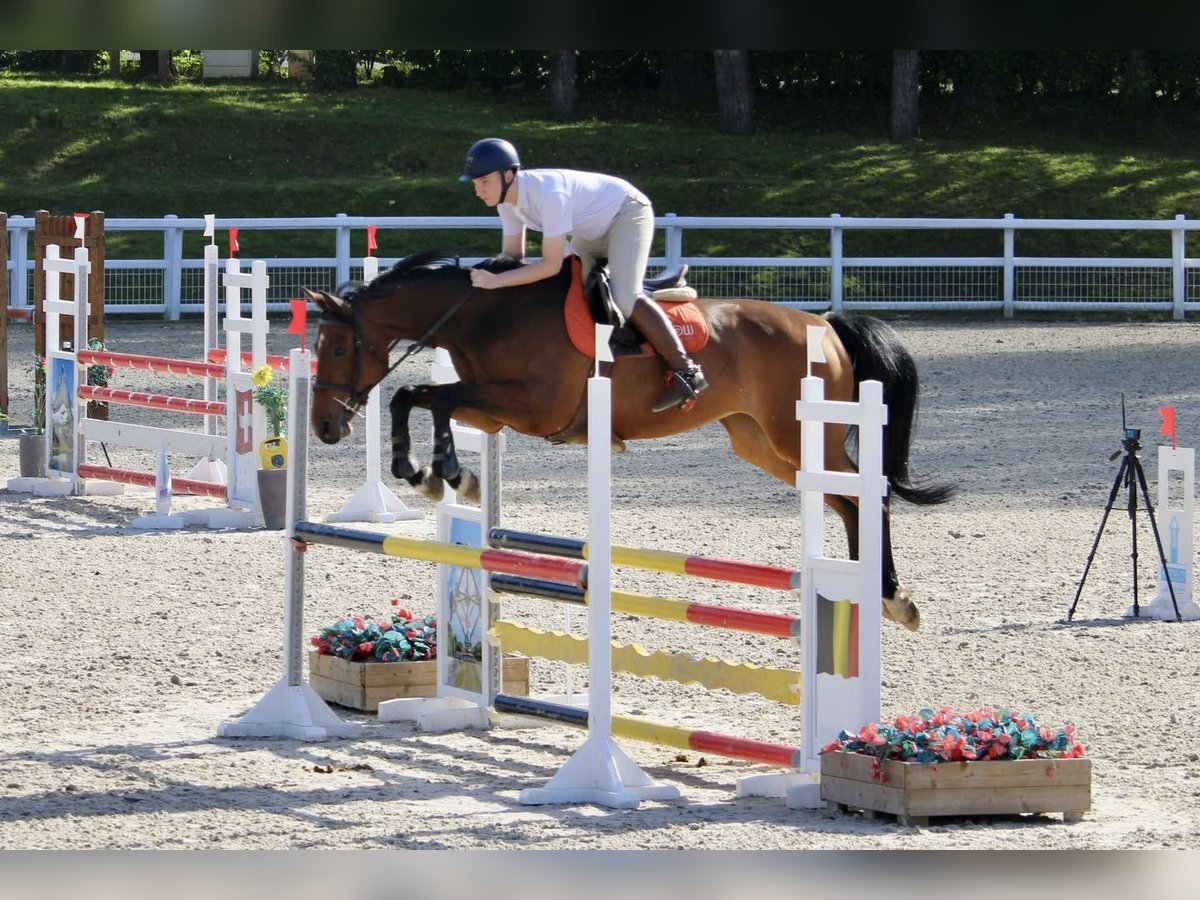 KWPN Stute 11 Jahre 166 cm Brauner in Dunkerque