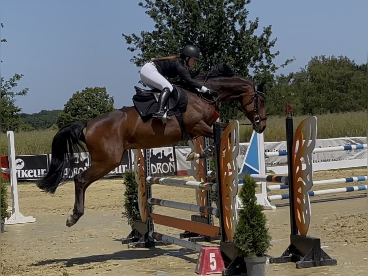 KWPN Stute 11 Jahre 167 cm Dunkelbrauner in R&#xF6;dinghausen