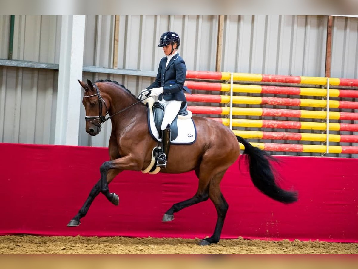 KWPN Stute 11 Jahre 170 cm Brauner in Terschuur