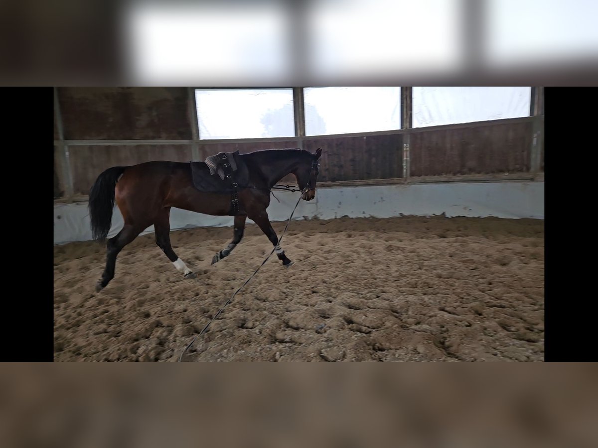 KWPN Stute 11 Jahre 174 cm Brauner in Roma KWPN Stute 11 Jahre 174 cm Brauner in Roma