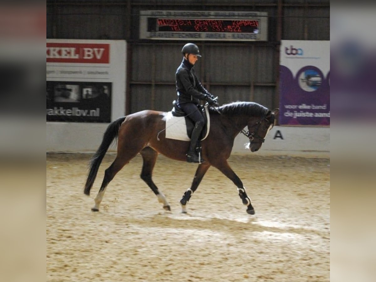 KWPN Stute 12 Jahre 157 cm Brauner in Kampen