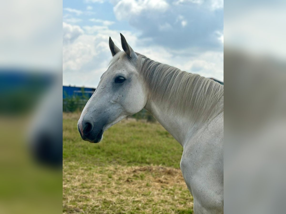 KWPN Stute 12 Jahre 160 cm Schimmel in Wommelgem