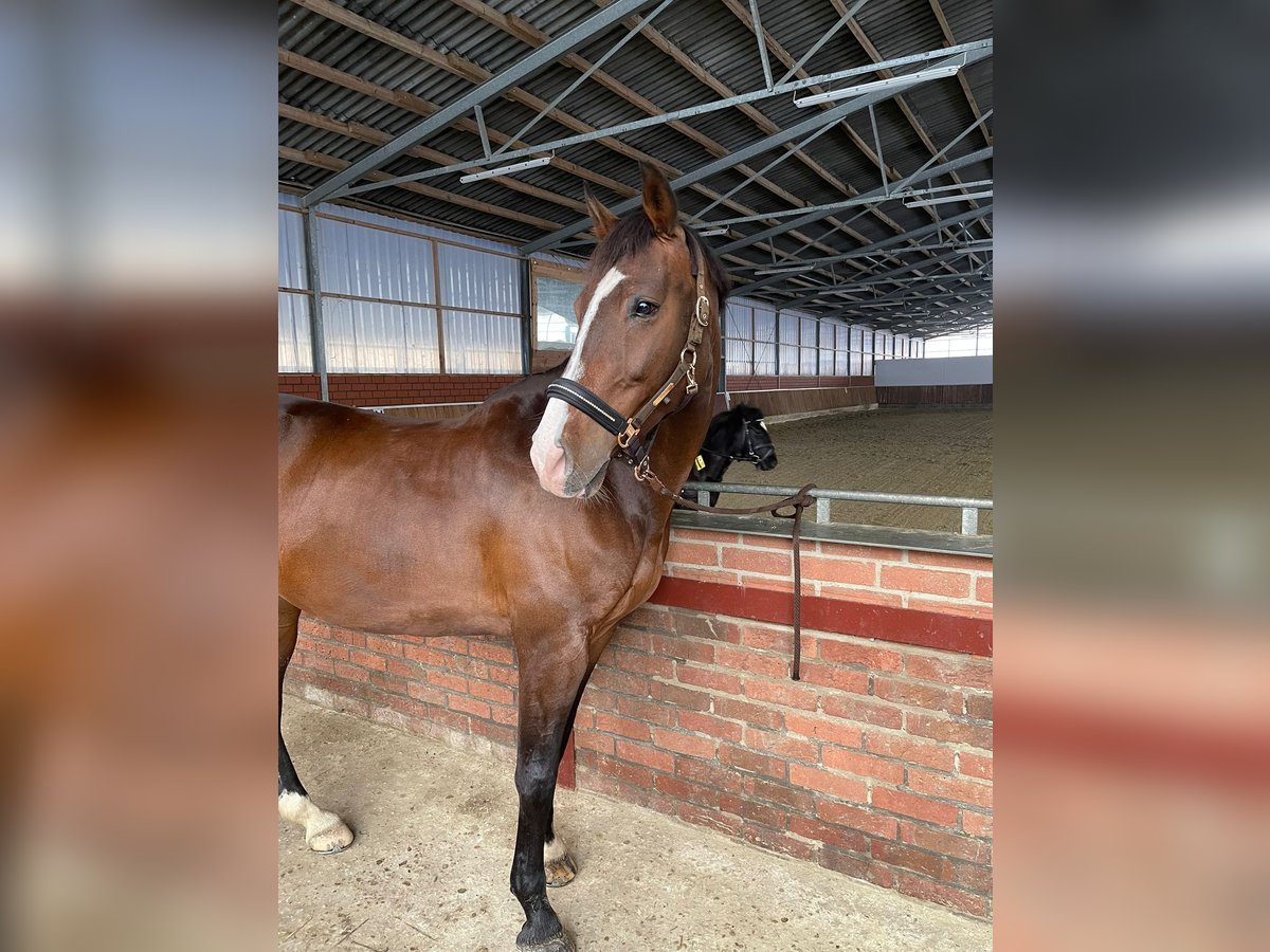 KWPN Stute 12 Jahre 165 cm Brauner in Kleve