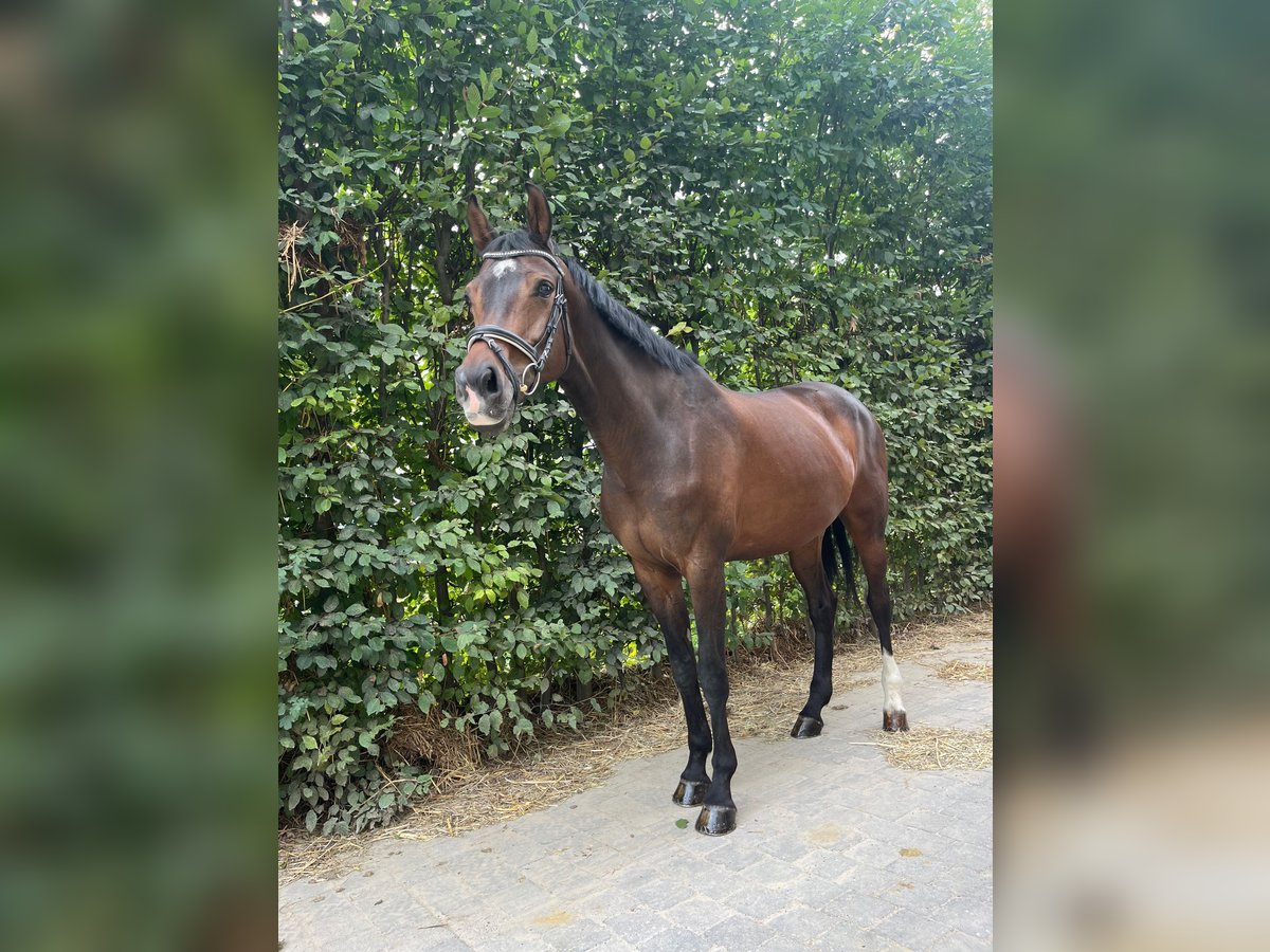 KWPN Stute 12 Jahre 166 cm Brauner in Veltem-Beisem