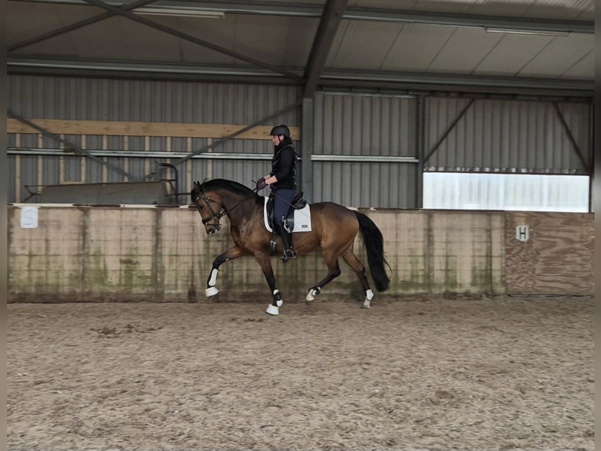 KWPN Stute 12 Jahre 166 cm Brauner in Marum