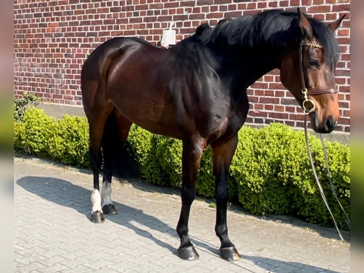 KWPN Stute 12 Jahre 166 cm Brauner in Maria Hoop