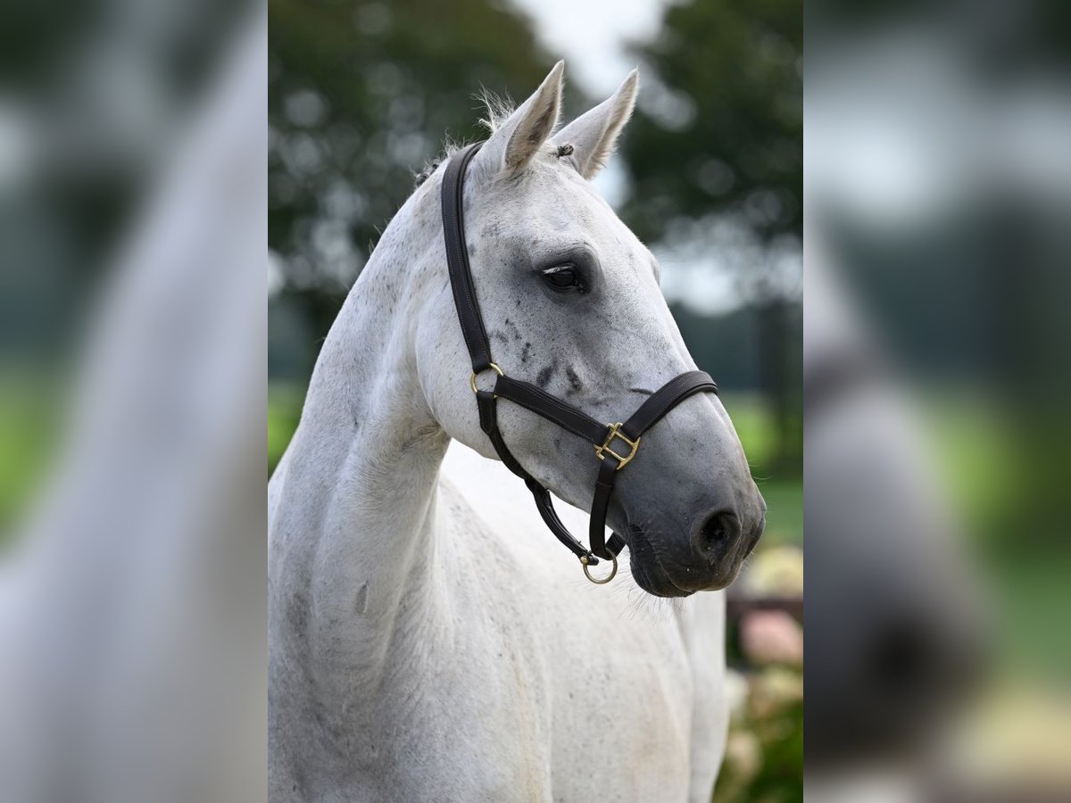 KWPN Stute 12 Jahre 168 cm Schimmel in Bladel