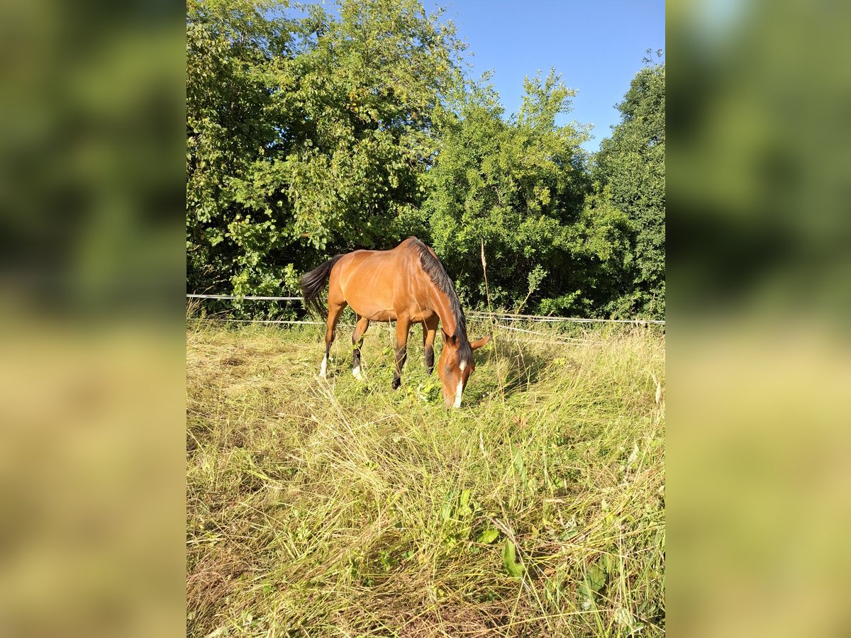 KWPN Stute 13 Jahre 165 cm Brauner in Nettersheim