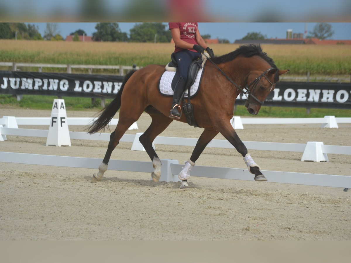 KWPN Stute 13 Jahre 168 cm Brauner in Breda