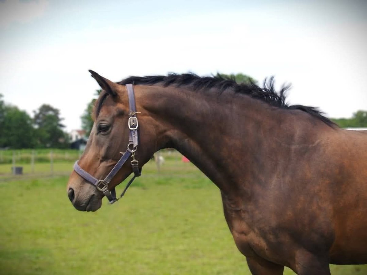 KWPN Stute 13 Jahre 168 cm Brauner in Andijk