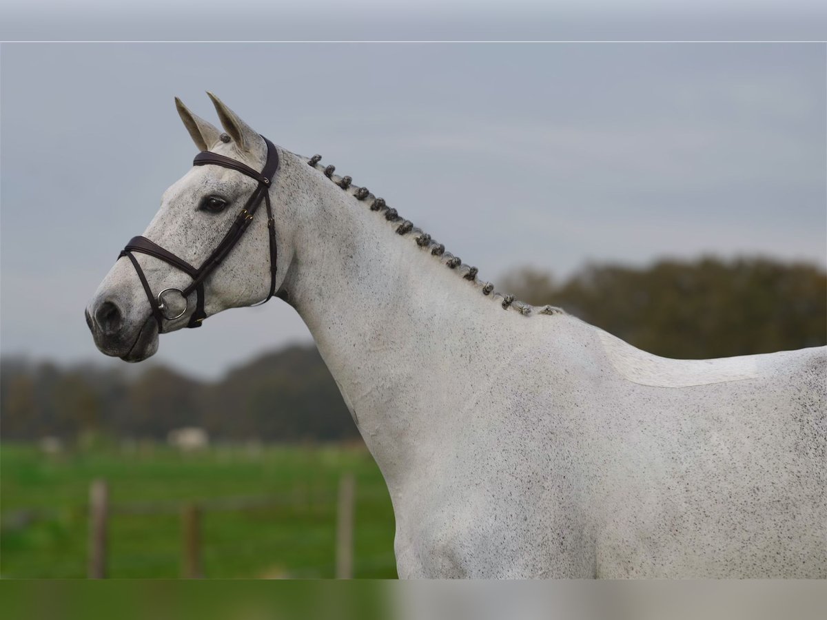 KWPN Stute 13 Jahre 170 cm Blauschimmel in Oud Gastel