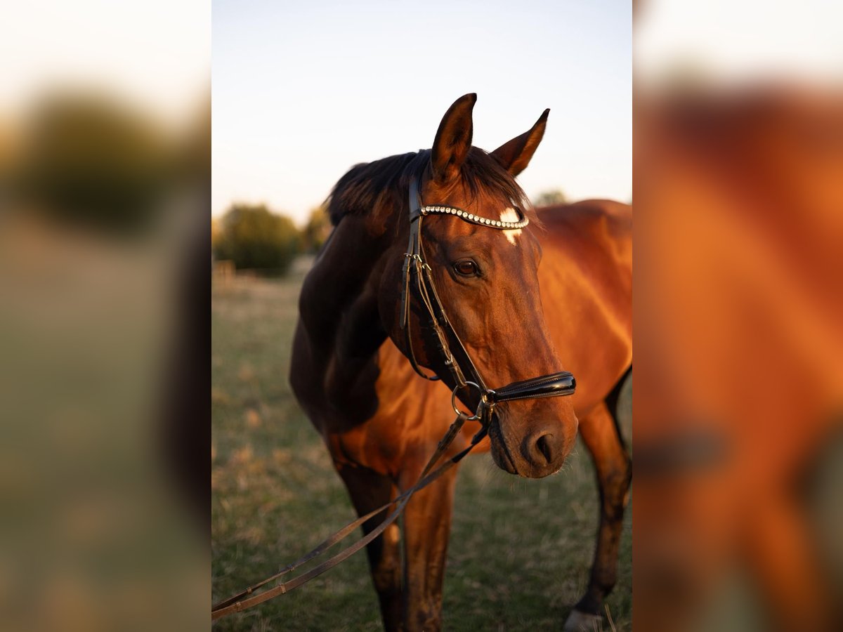KWPN Stute 13 Jahre 170 cm Brauner in Bad Oeynhausen