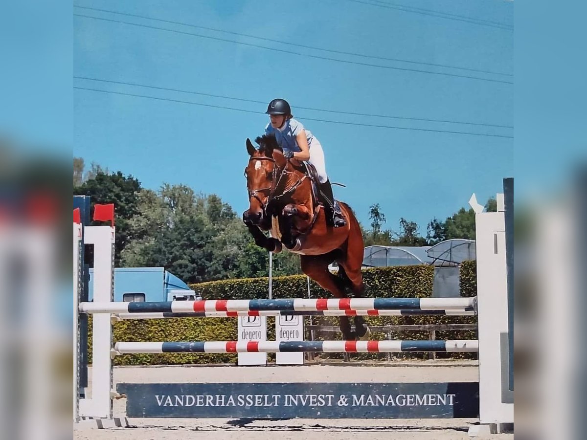 KWPN Stute 13 Jahre 172 cm Brauner in Hamme