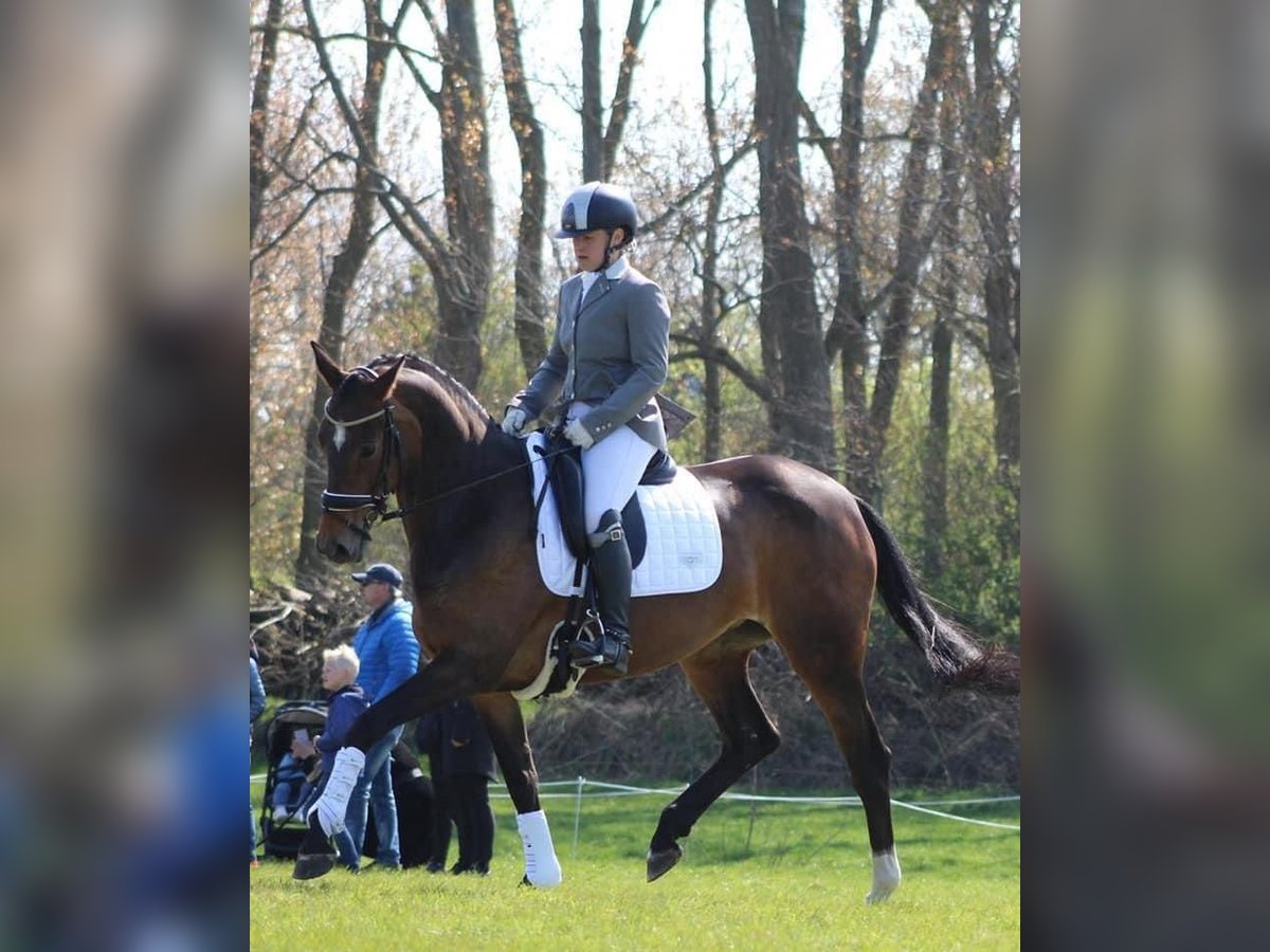 KWPN Stute 14 Jahre 167 cm Dunkelbrauner in Noordwijk