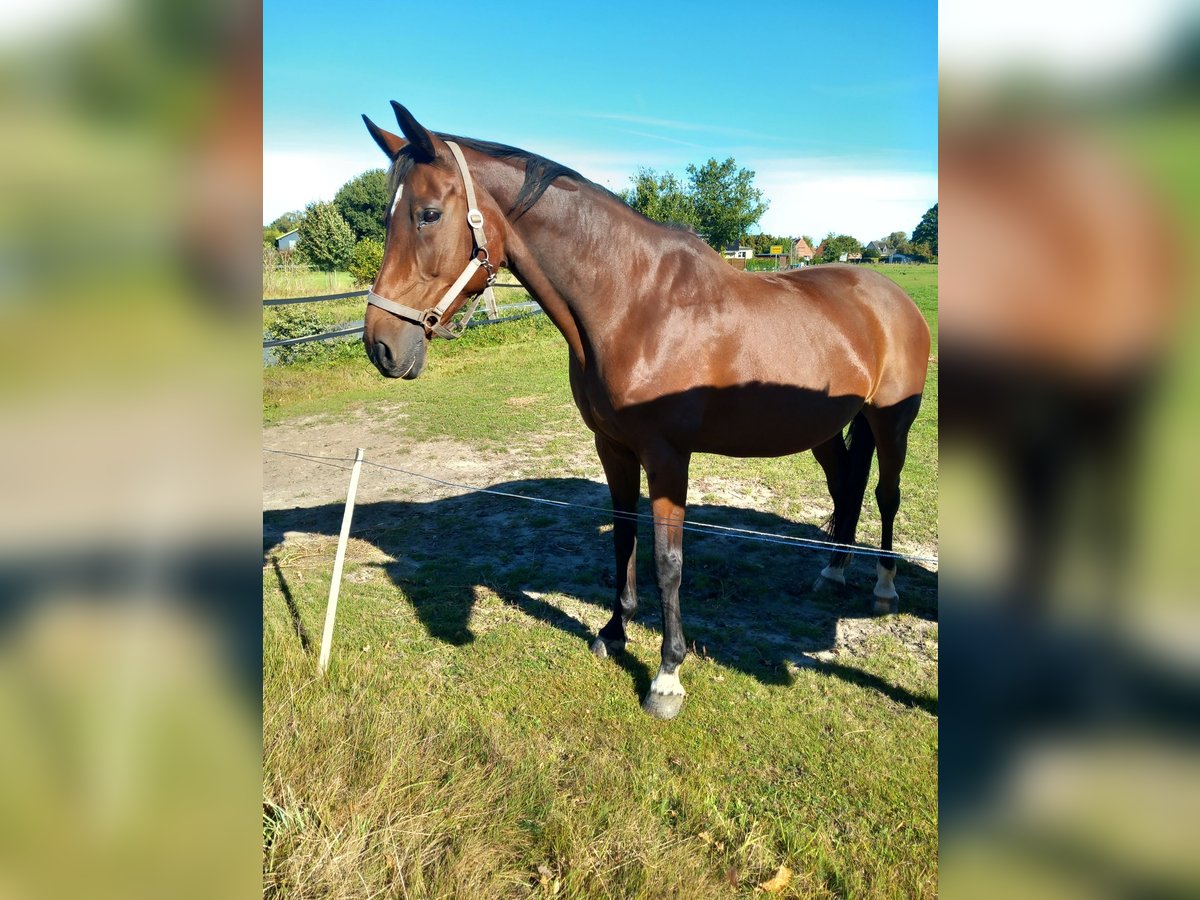 KWPN Stute 14 Jahre 168 cm Brauner in Tornesch