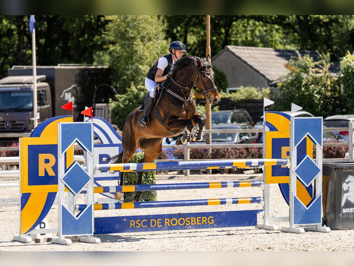 KWPN Stute 14 Jahre 168 cm Brauner in Dongen