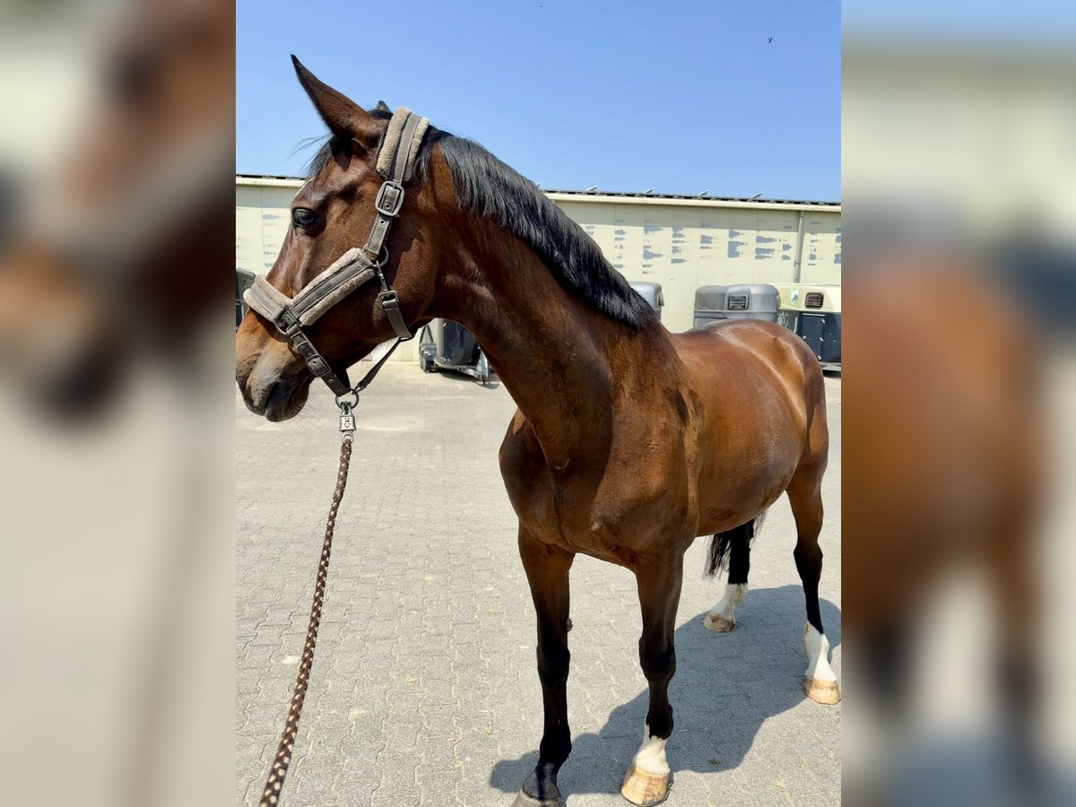 KWPN Stute 14 Jahre 170 cm Dunkelbrauner in Erkelenz