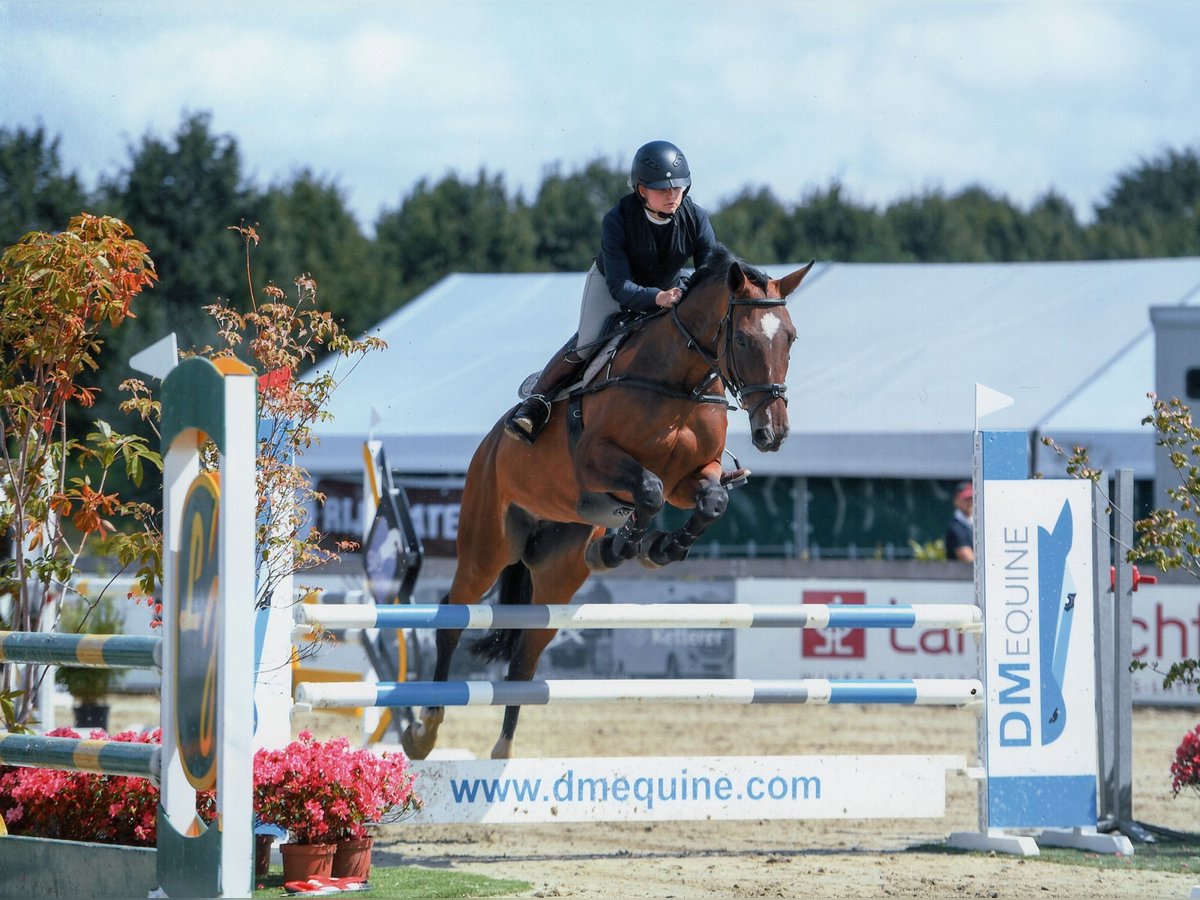 KWPN Stute 14 Jahre 172 cm Brauner in Deinze