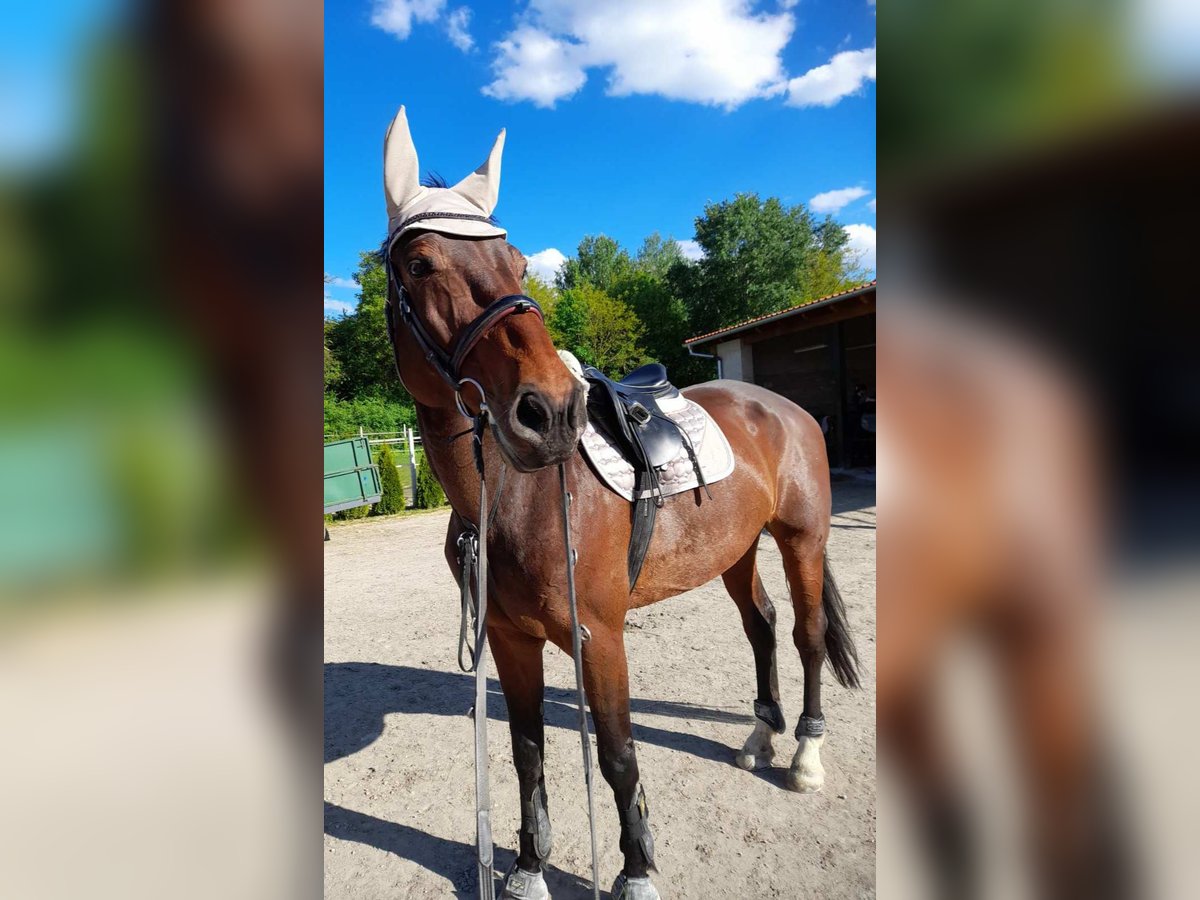 KWPN Stute 14 Jahre 190 cm Brauner in Sommerein