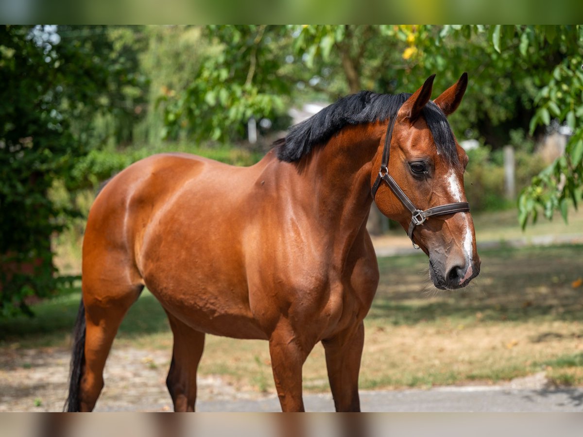 KWPN Stute 15 Jahre 154 cm in GROTE-BROGEL