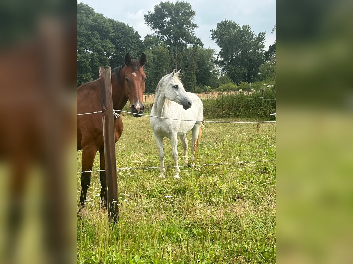 KWPN Stute 15 Jahre 163 cm Schimmel in Isselburg