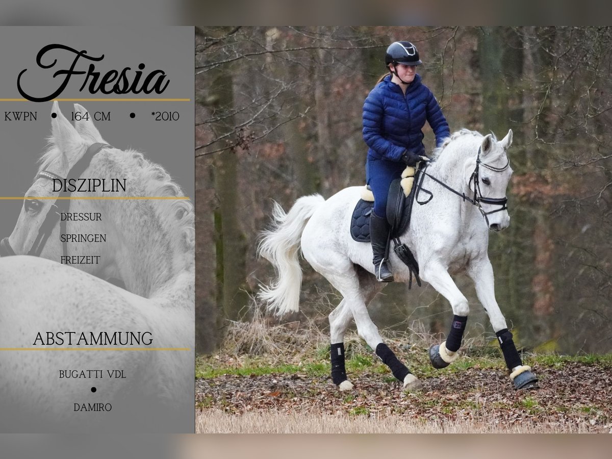 KWPN Stute 15 Jahre 164 cm Schimmel in Nettersheim