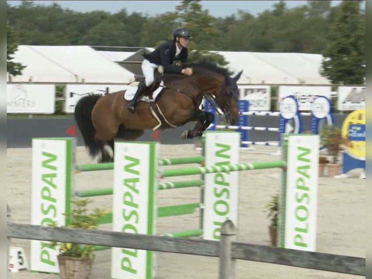 KWPN Stute 15 Jahre 165 cm Brauner in Verl