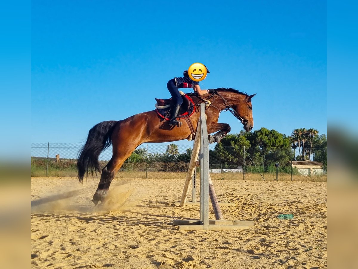 KWPN Stute 15 Jahre 168 cm Brauner in Alicante